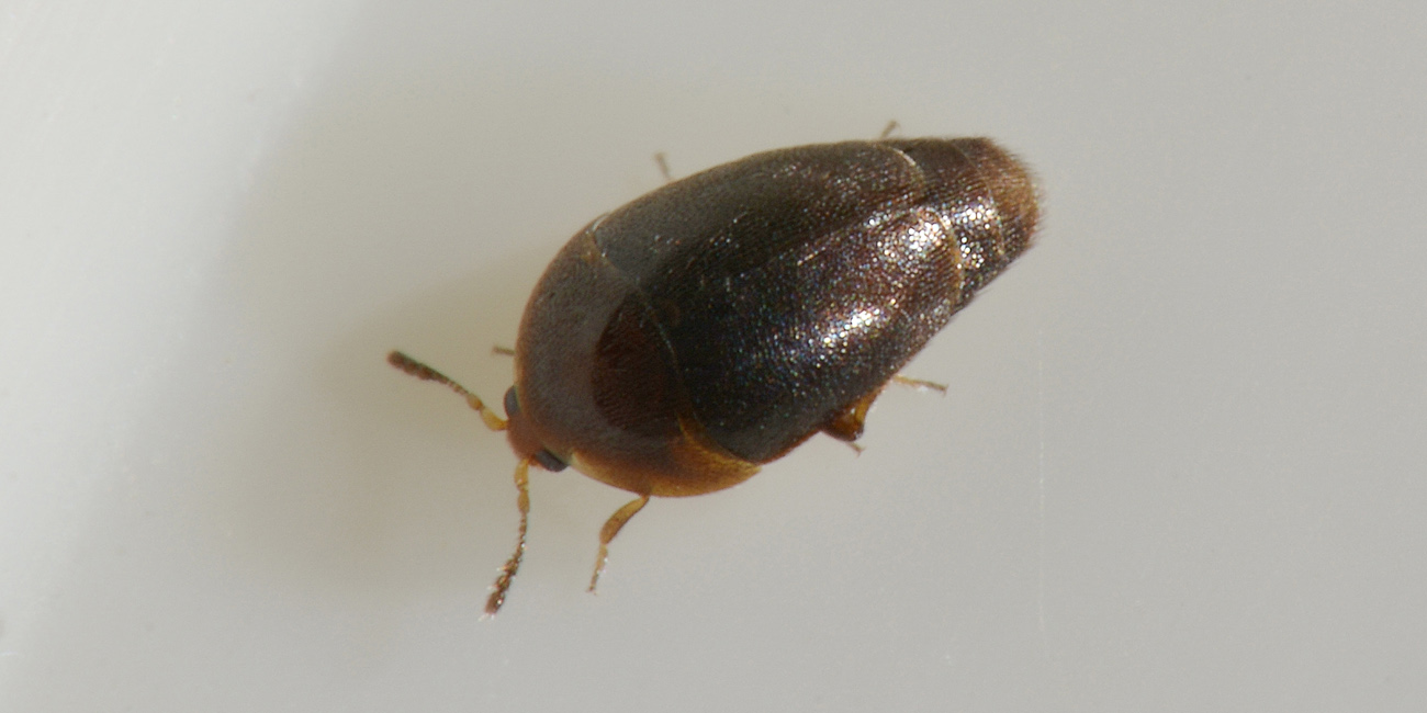 Corylophidae: Sericoderus lateralis? S